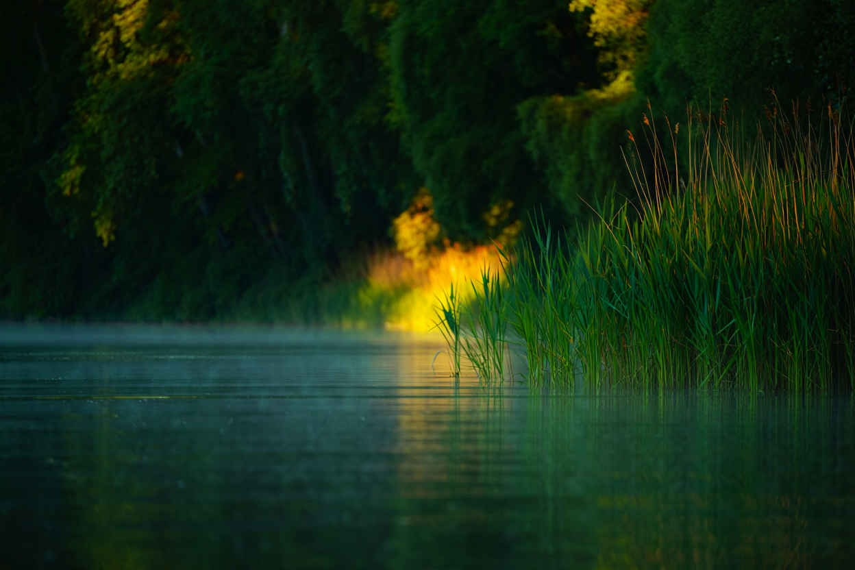 Morgennebelstimmung am Rheinufer — Flussland Reisen